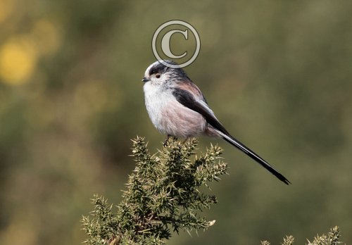    Long tail-tit DM1859